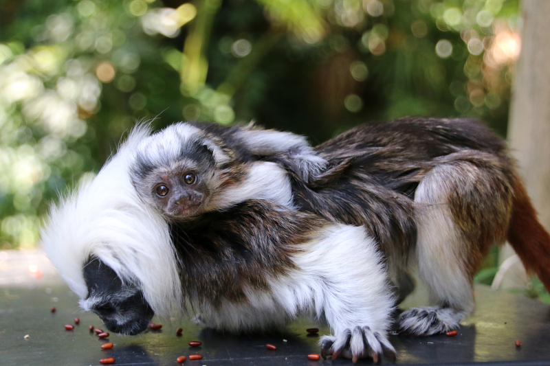 6_Tamarin Baby 6_Photo by Paul Fahy 6_Tamarin Baby 6_Photo by Paul Fahy