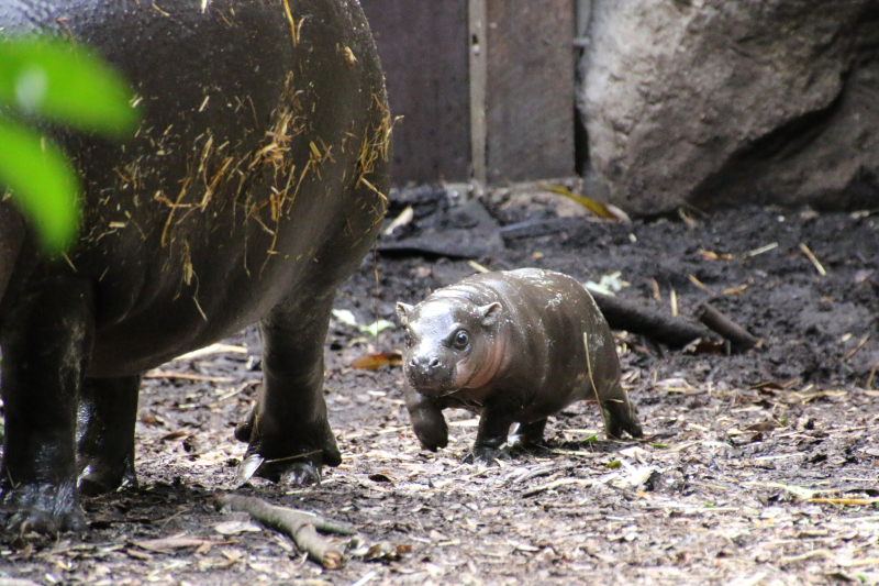 5_Pygmy Hippo Calf 2_Photo by Paul Fahy 5_Pygmy Hippo Calf 2_Photo by Paul Fahy