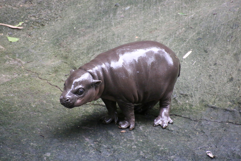 7_Pygmy Hippo Calf 11_Photo by Paul Fahy 7_Pygmy Hippo Calf 11_Photo by Paul Fahy
