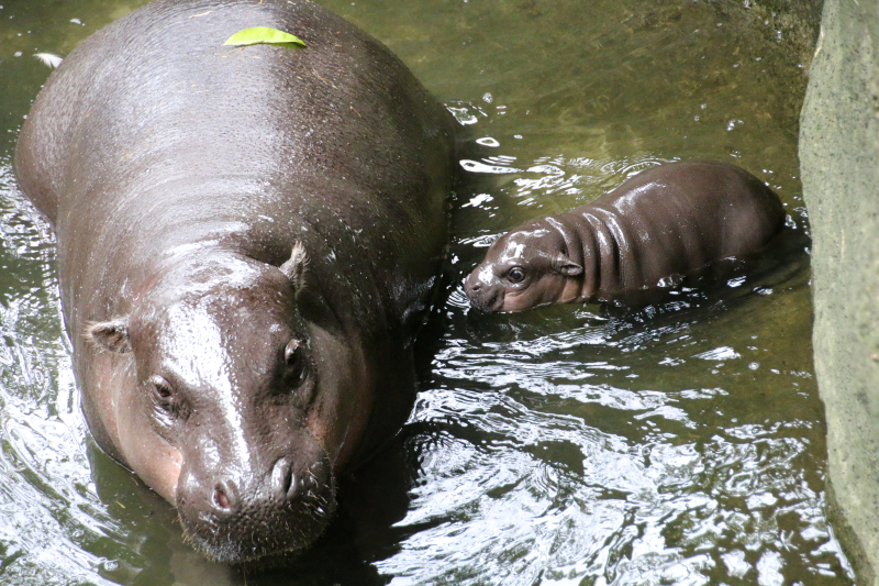 8_Pygmy Hippo Calf 17_Photo by Paul Fahy 8_Pygmy Hippo Calf 17_Photo by Paul Fahy