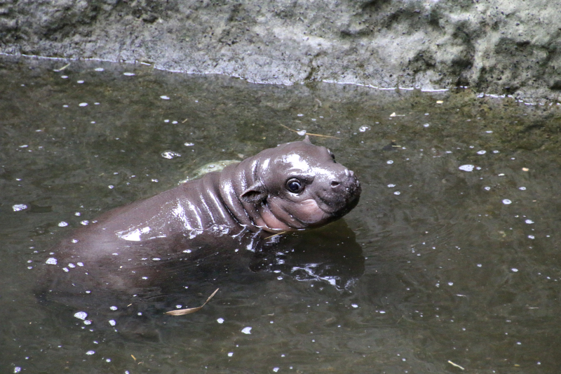 11_Pygmy Hippo Calf 19_Photo by Paul Fahy 11_Pygmy Hippo Calf 19_Photo by Paul Fahy