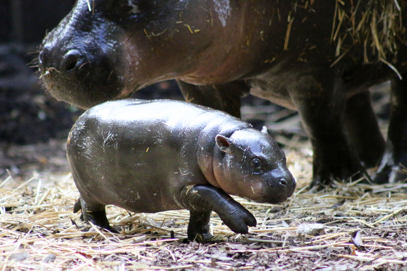 13_Pygmy Hippo Calf 6_Photo by Paul Fahy 13_Pygmy Hippo Calf 6_Photo by Paul Fahy