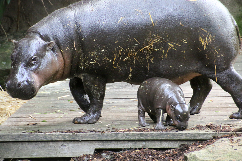 14_Pygmy Hippo Calf 8_Photo by Paul Fahy 14_Pygmy Hippo Calf 8_Photo by Paul Fahy