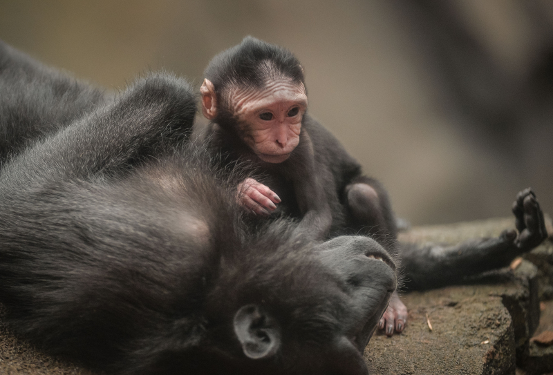Baby Sulawesi macaque Amidala born to mum Lisa at Chester Zoo (1) Baby Sulawesi macaque Amidala born to mum Lisa at Chester Zoo (1)
