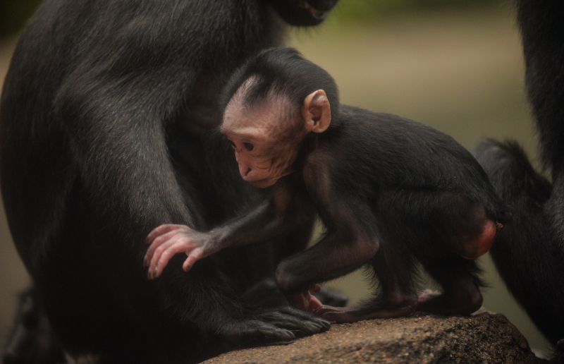 Baby Sulawesi macaque Amidala born to mum Lisa at Chester Zoo (6) Baby Sulawesi macaque Amidala born to mum Lisa at Chester Zoo (6)