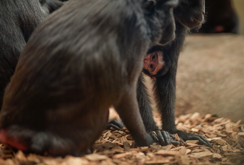 Baby Sulawesi macaque Amidala born to mum Lisa at Chester Zoo (12) Baby Sulawesi macaque Amidala born to mum Lisa at Chester Zoo (12)