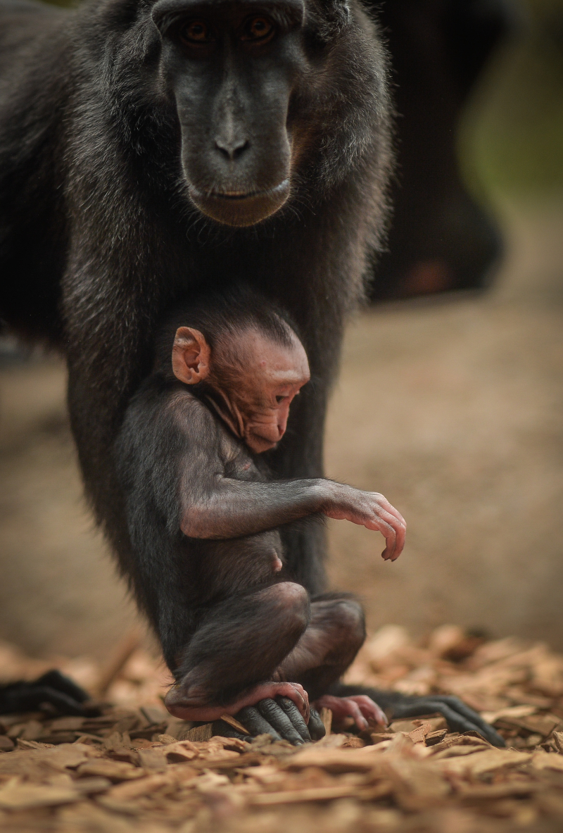 Baby Sulawesi macaque Amidala born to mum Lisa at Chester Zoo (13) Baby Sulawesi macaque Amidala born to mum Lisa at Chester Zoo (13)