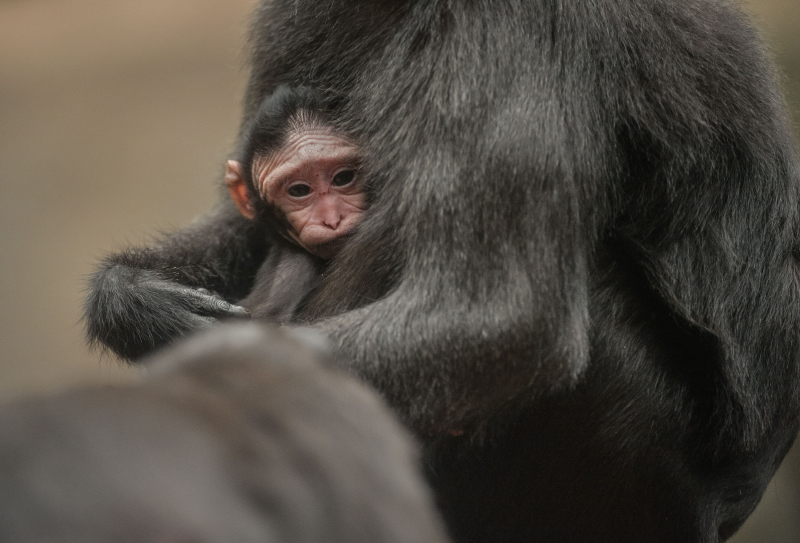 Baby Sulawesi macaque Amidala born to mum Lisa at Chester Zoo (17) Baby Sulawesi macaque Amidala born to mum Lisa at Chester Zoo (17)