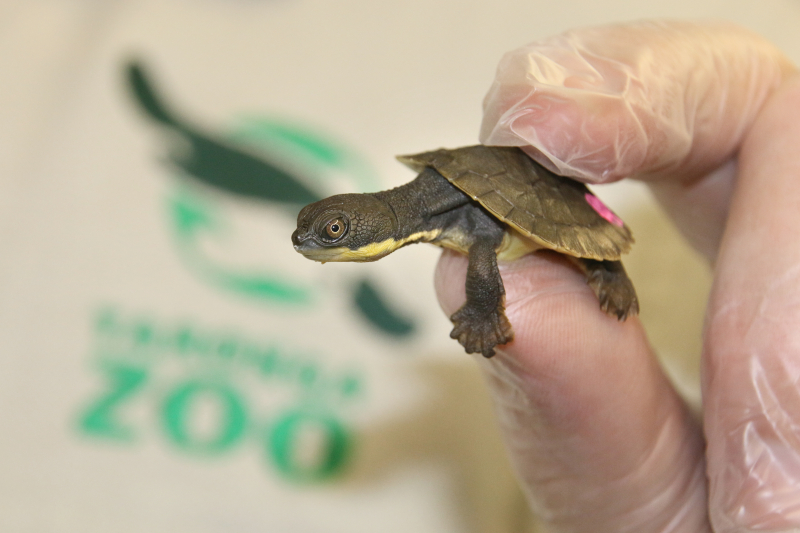 6_Hatchlings 1_Photo by Paul Fahy 6_Hatchlings 1_Photo by Paul Fahy