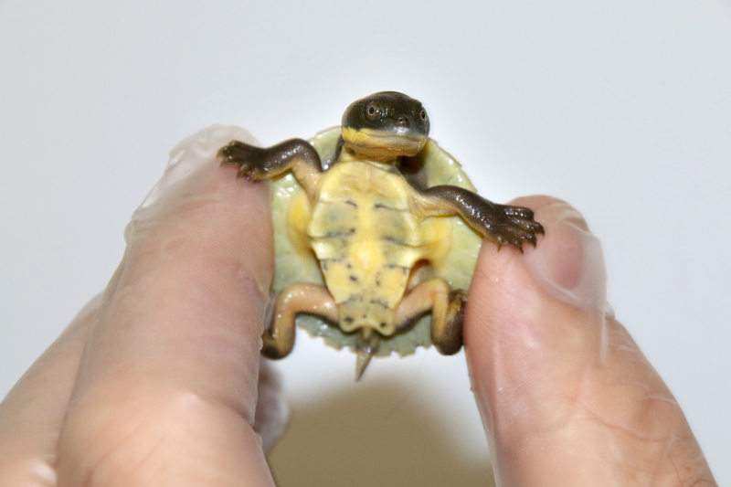 8_Hatchlings 6_Photo by Paul Fahy 8_Hatchlings 6_Photo by Paul Fahy