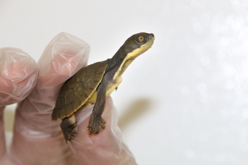 9_Hatchlings 8_Photo by Paul Fahy 9_Hatchlings 8_Photo by Paul Fahy
