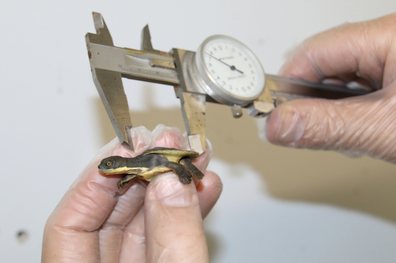 10_Hatchlings being measured_Photo by Paul Fahy 10_Hatchlings being measured_Photo by Paul Fahy