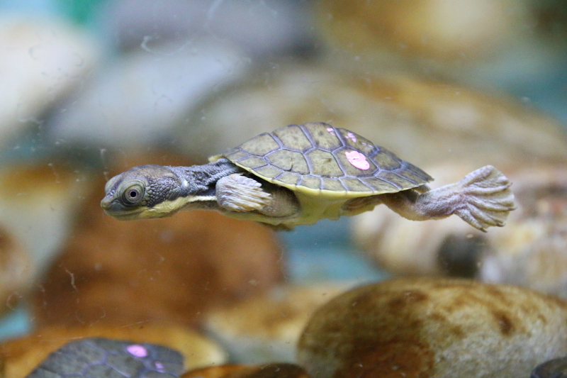 13_Hatchlings 14_Photo by Paul Fahy 13_Hatchlings 14_Photo by Paul Fahy