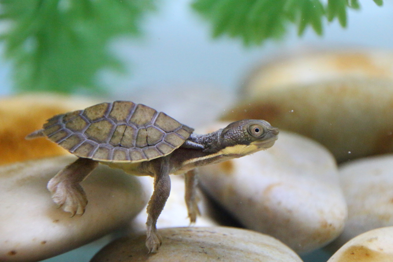 14_Hatchlings 15_Photo by Paul Fahy 14_Hatchlings 15_Photo by Paul Fahy