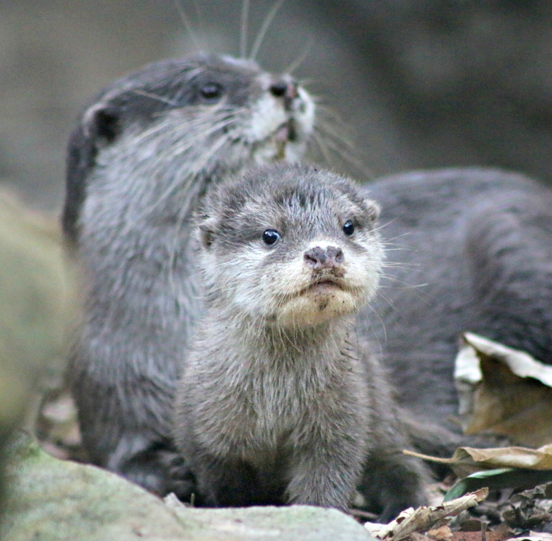 FB TW Otter Pup 11_Photo by Paul Fahy FB TW Otter Pup 11_Photo by Paul Fahy