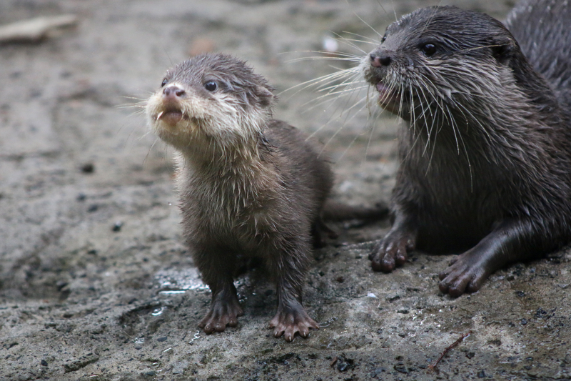 Otter Pup 4_Photo by Paul Fahy Otter Pup 4_Photo by Paul Fahy