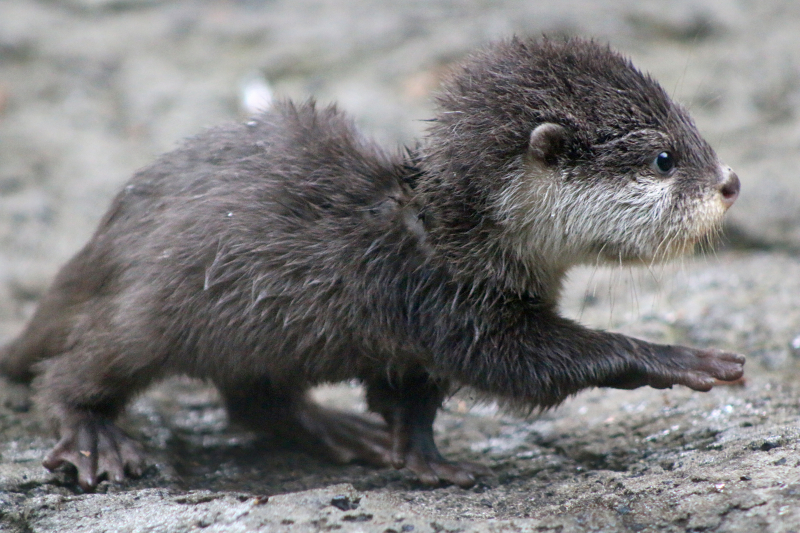 Otter Pup 5_Photo by Paul Fahy Otter Pup 5_Photo by Paul Fahy