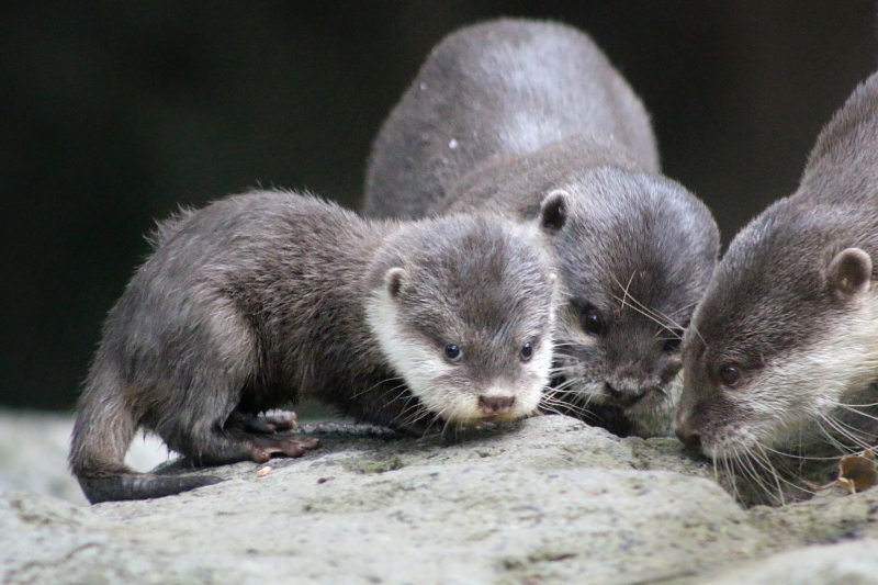 Otter Pup 7_Photo by Paul Fahy Otter Pup 7_Photo by Paul Fahy