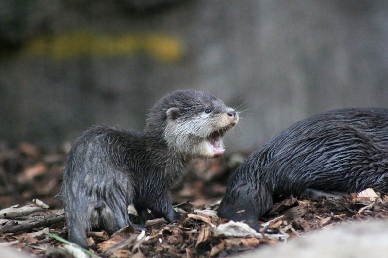 Otter Pup 9_Photo by Paul Fahy Otter Pup 9_Photo by Paul Fahy