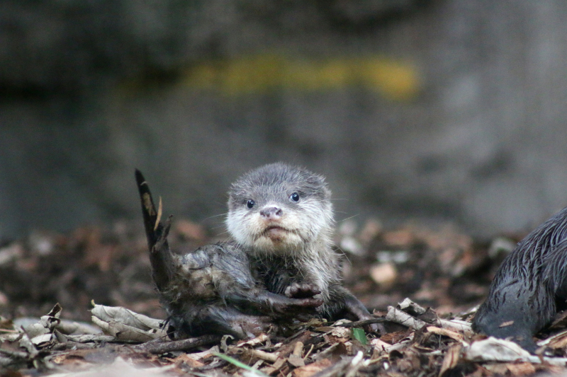 Otter Pup 10_Photo by Paul Fahy Otter Pup 10_Photo by Paul Fahy