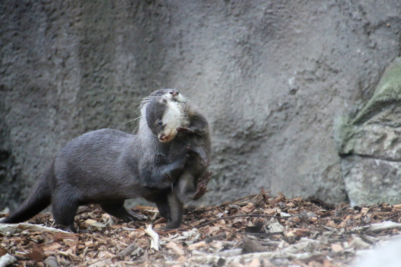 Otter Pup 14_Photo by Paul Fahy Otter Pup 14_Photo by Paul Fahy