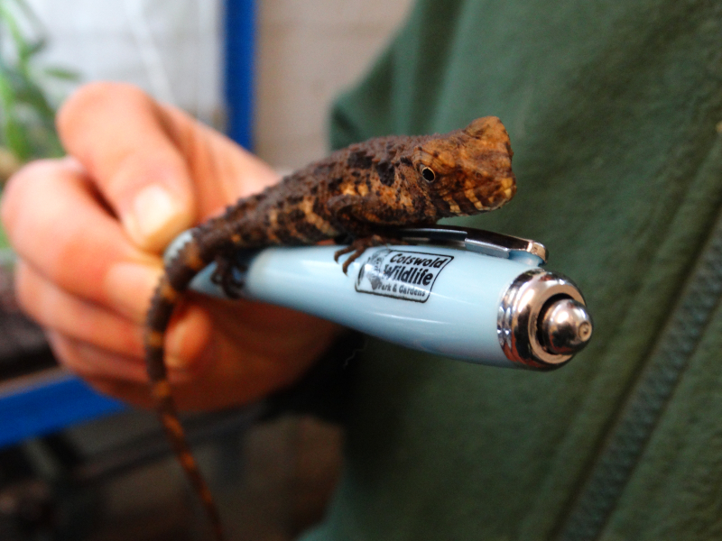 1_Chinese Crocodile Lizard baby 7 1_Chinese Crocodile Lizard baby 7
