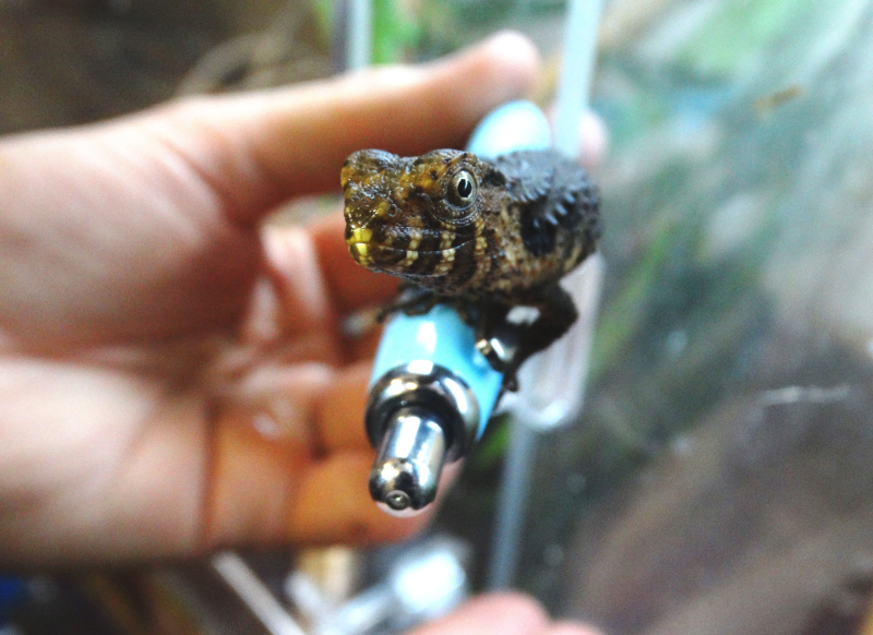 2_Chinese Crocodile Lizard baby 6 2_Chinese Crocodile Lizard baby 6