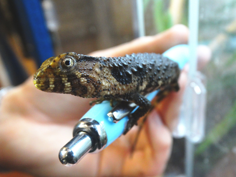 3_Chinese Crocodile Lizard baby side view (photo Debbie Ryan) 3_Chinese Crocodile Lizard baby side view (photo Debbie Ryan)
