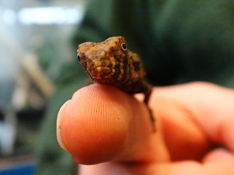 4_Chinese Crocodile Lizard baby 1 (photo Debbie Ryan) 4_Chinese Crocodile Lizard baby 1 (photo Debbie Ryan)