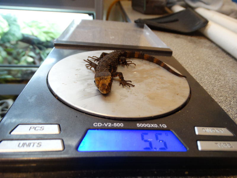 6_Weighing Chinese Crocodile Lizard baby (5.5 grams) 6_Weighing Chinese Crocodile Lizard baby (5.5 grams)