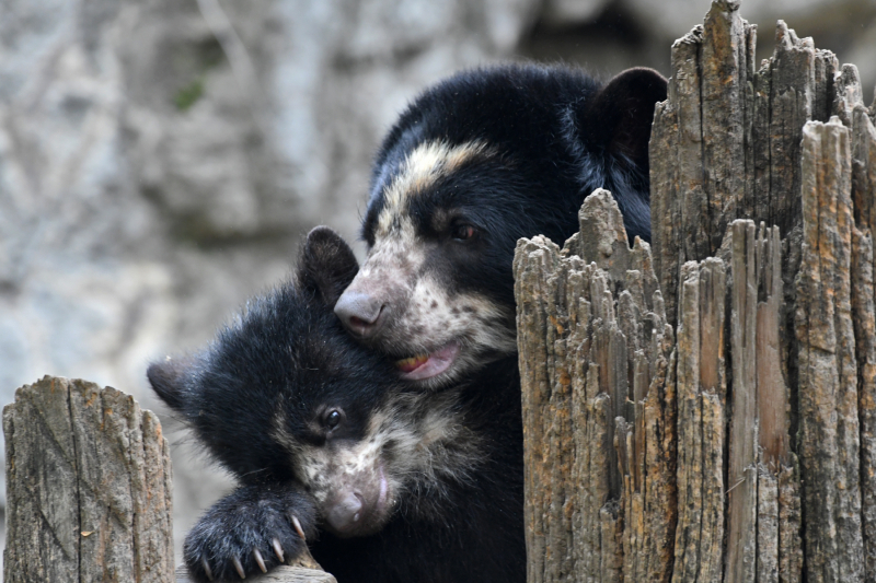 5_Megan Maher_4406_Andean Bear Cub_QZ_05 01 17 5_Megan Maher_4406_Andean Bear Cub_QZ_05 01 17