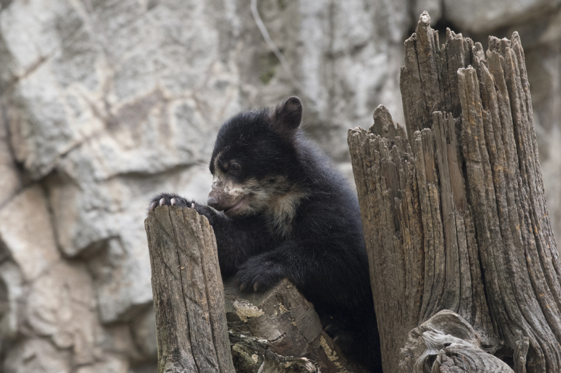 6_Julie Larsen Maher_1389_Andean Bear and Cub_QZ_05 01 17 6_Julie Larsen Maher_1389_Andean Bear and Cub_QZ_05 01 17