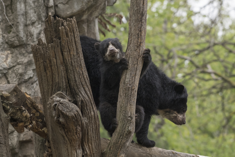 7_Julie Larsen Maher_1579_Andean Bear and Cub_QZ_05 01 17 7_Julie Larsen Maher_1579_Andean Bear and Cub_QZ_05 01 17