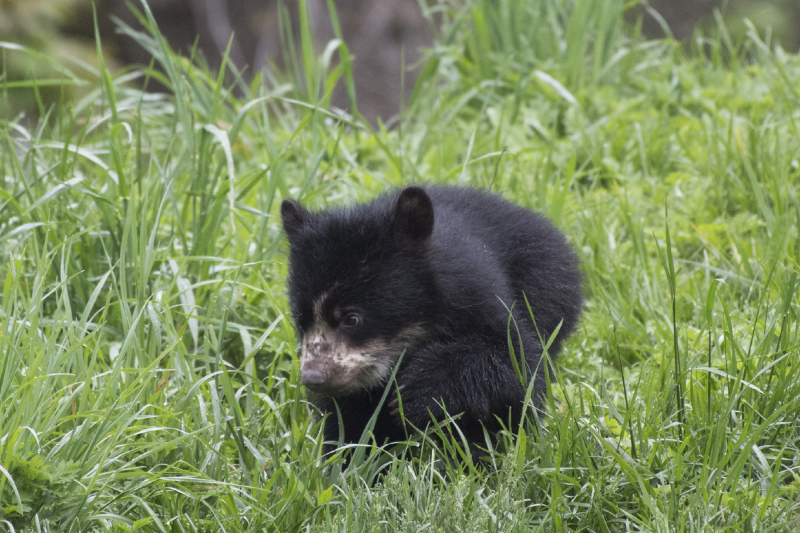 8_Julie Larsen Maher_1253_Andean Bear and Cub_QZ_05 01 17 8_Julie Larsen Maher_1253_Andean Bear and Cub_QZ_05 01 17