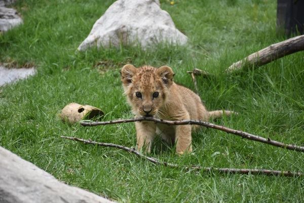 Idaho lion cub Idaho lion cub