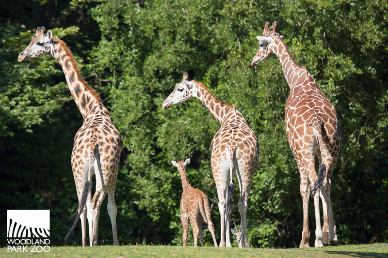 2017_08_01 Lula savanna intro 900-1 2017_08_01 Lula savanna intro 900-1
