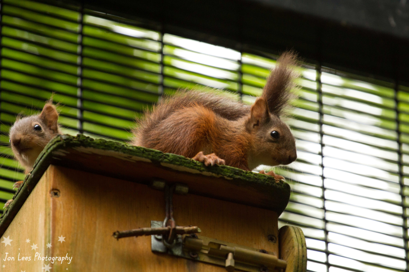 5_(3) Photo credit - Jon Lees Belfast Zoo has formed the first captive breeding programme for red squirrels in Northern Ireland. 5_(3) Photo credit - Jon Lees Belfast Zoo has formed the first captive breeding programme for red squirrels in Northern Ireland.