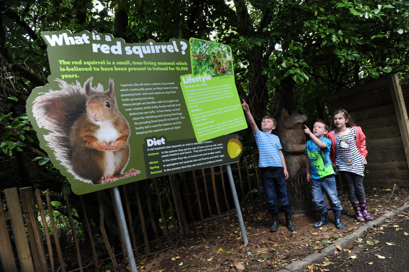 6_(5) The aim of Belfast Zoo's red squirrel nook is education but plays a vital and leading role in red squirrel conservation in Northern Ireland 6_(5) The aim of Belfast Zoo's red squirrel nook is education but plays a vital and leading role in red squirrel conservation in Northern Ireland