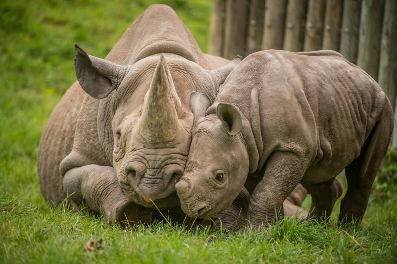 1_A two-month-old baby rhino  named Ike  tries to get the attention of his mum Zuri in the most adorable way at Chester Zoo (22)