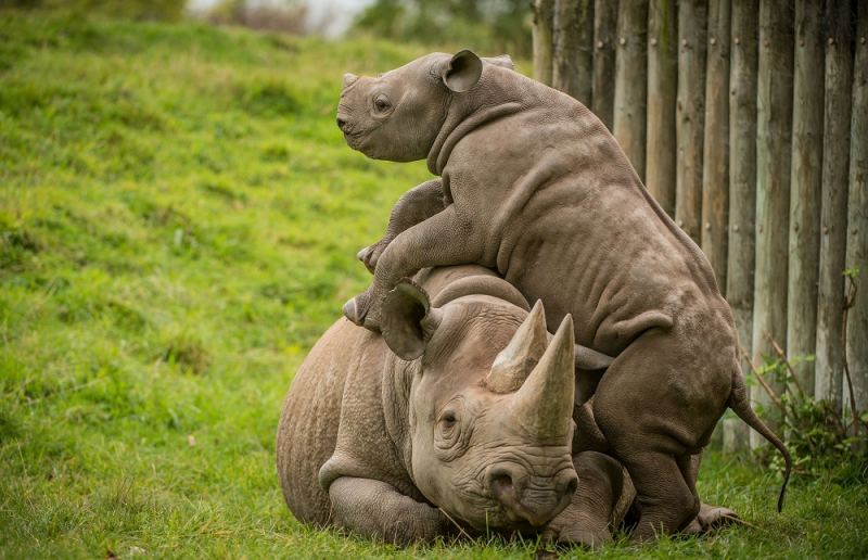 2_A two-month-old baby rhino  named Ike  tries to get the attention of his mum Zuri in the most adorable way at Chester Zoo (4)