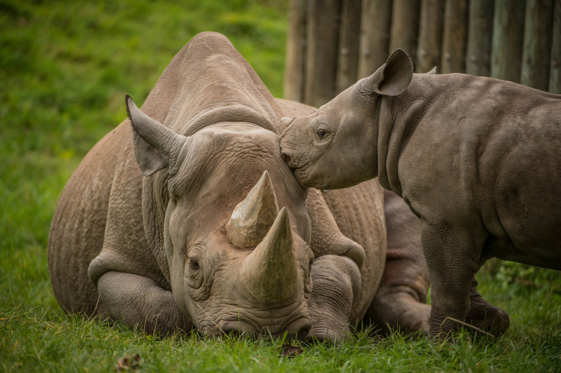 3_A two-month-old baby rhino  named Ike  tries to get the attention of his mum Zuri in the most adorable way at Chester Zoo (32)
