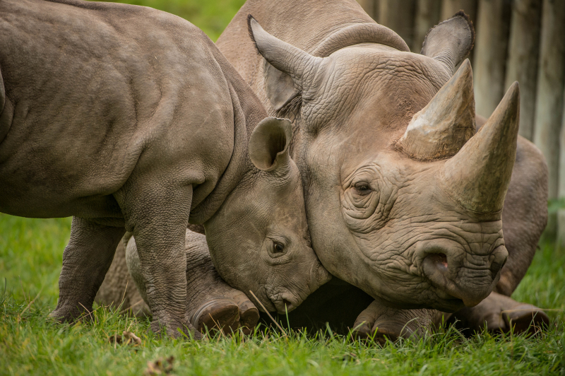 4_A two-month-old baby rhino  named Ike  tries to get the attention of his mum Zuri in the most adorable way at Chester Zoo (31)