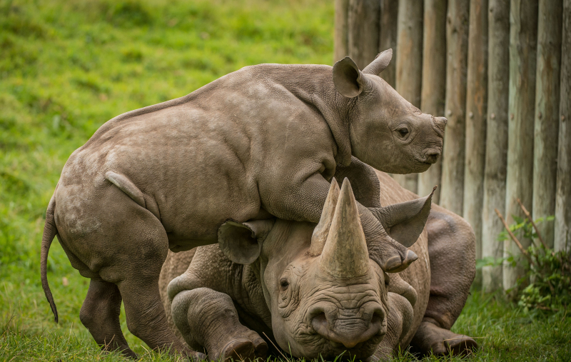 5_A two-month-old baby rhino  named Ike  tries to get the attention of his mum Zuri in the most adorable way at Chester Zoo (27)