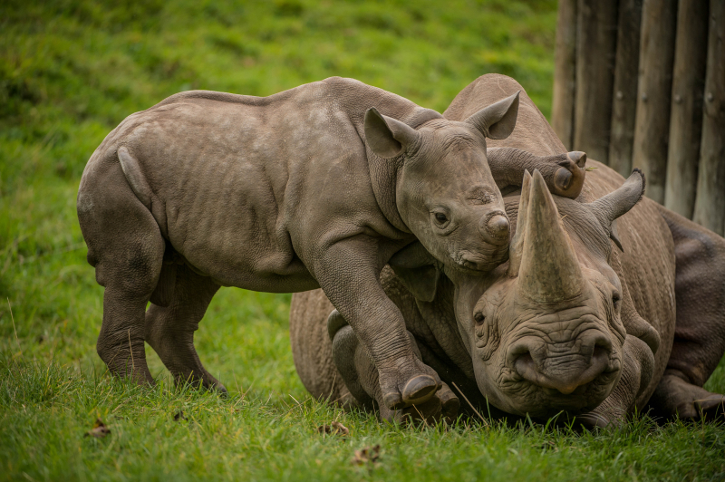 6_A two-month-old baby rhino  named Ike  tries to get the attention of his mum Zuri in the most adorable way at Chester Zoo (29)