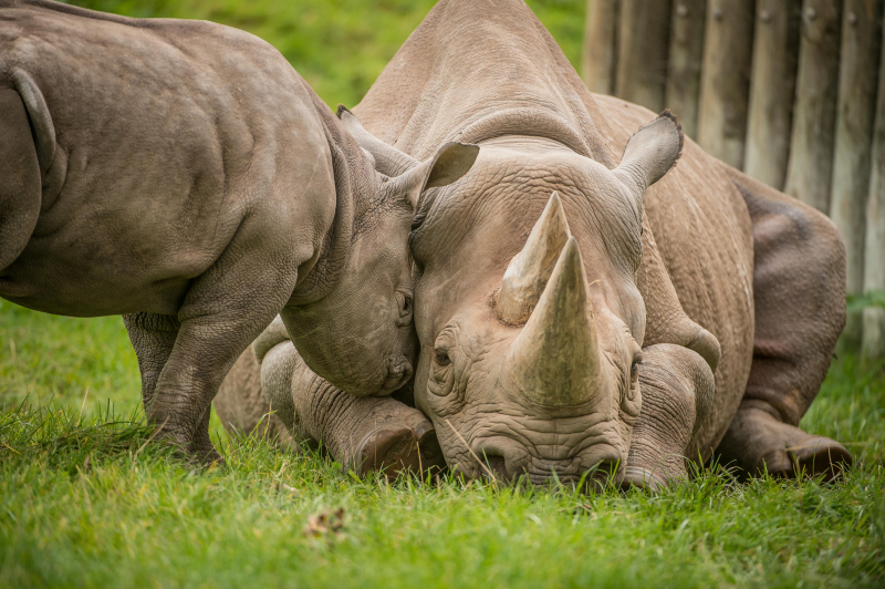 7_A two-month-old baby rhino  named Ike  tries to get the attention of his mum Zuri in the most adorable way at Chester Zoo (25)