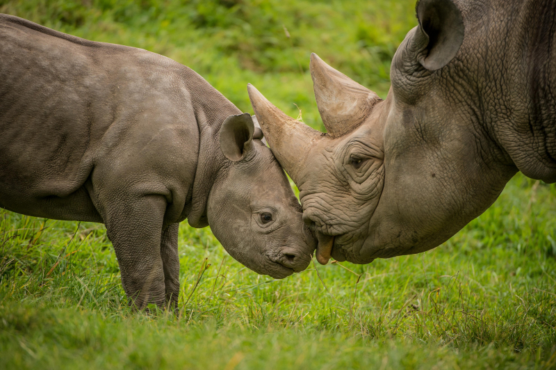 8_A two-month-old baby rhino  named Ike  tries to get the attention of his mum Zuri in the most adorable way at Chester Zoo (36)