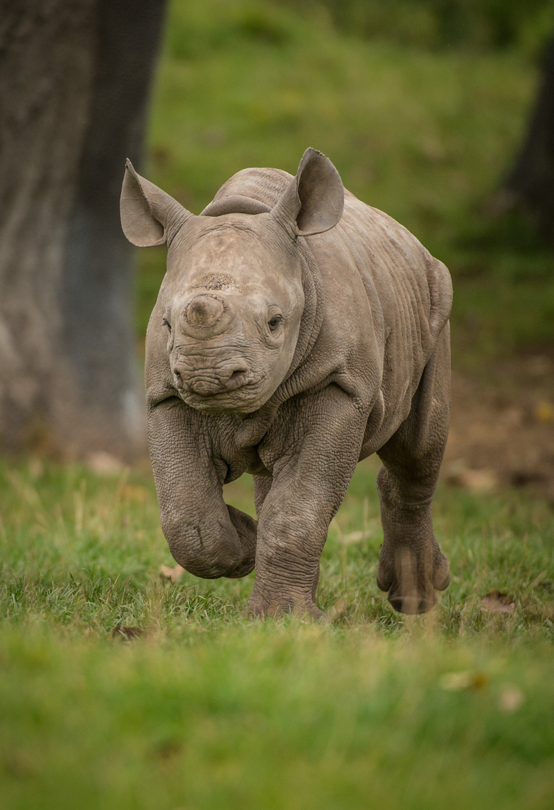 9_Adorable two-month-old rhino calf  Ike  at Chester Zoo (8)