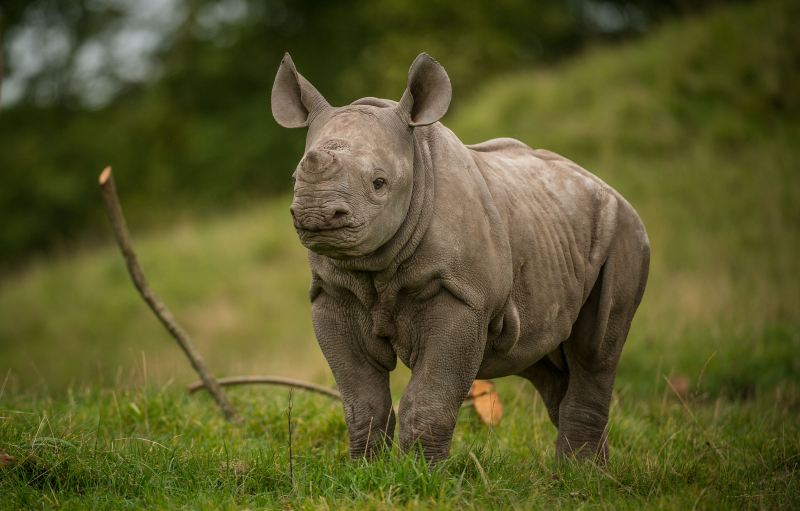 10_Adorable two-month-old rhino calf  Ike  at Chester Zoo (1)