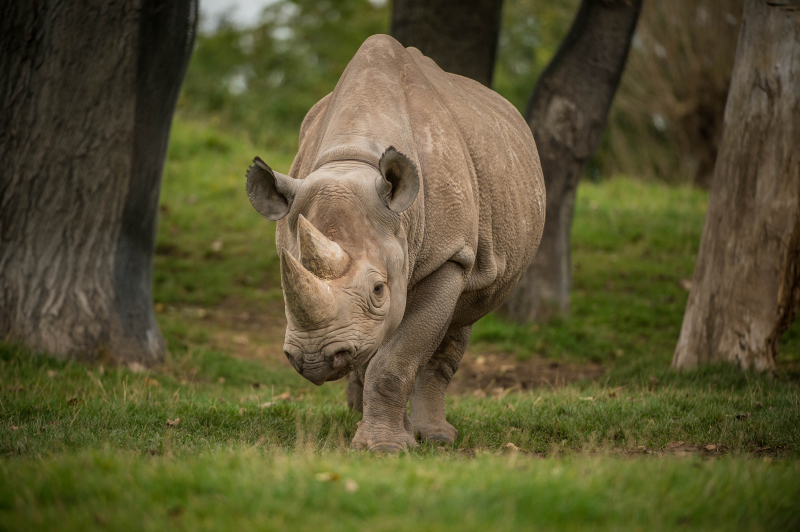 11_New eastern black rhino mum Zuri at Chester Zoo