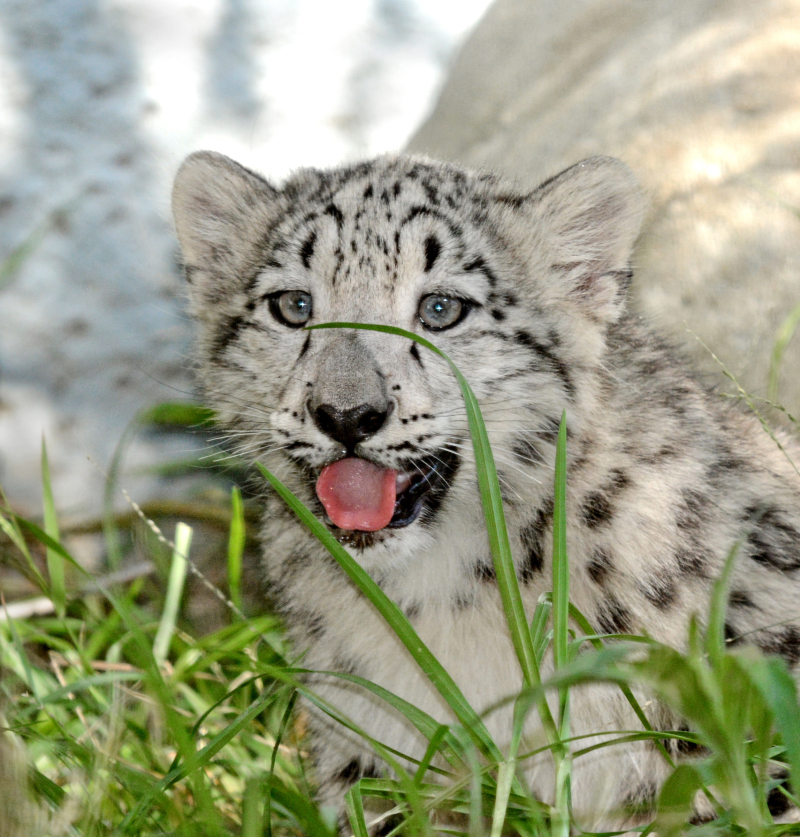 5_LA Zoo Snow Leopard Cub Hiding in the Grass 8-30-17 by Tad Motoyama 5_LA Zoo Snow Leopard Cub Hiding in the Grass 8-30-17 by Tad Motoyama